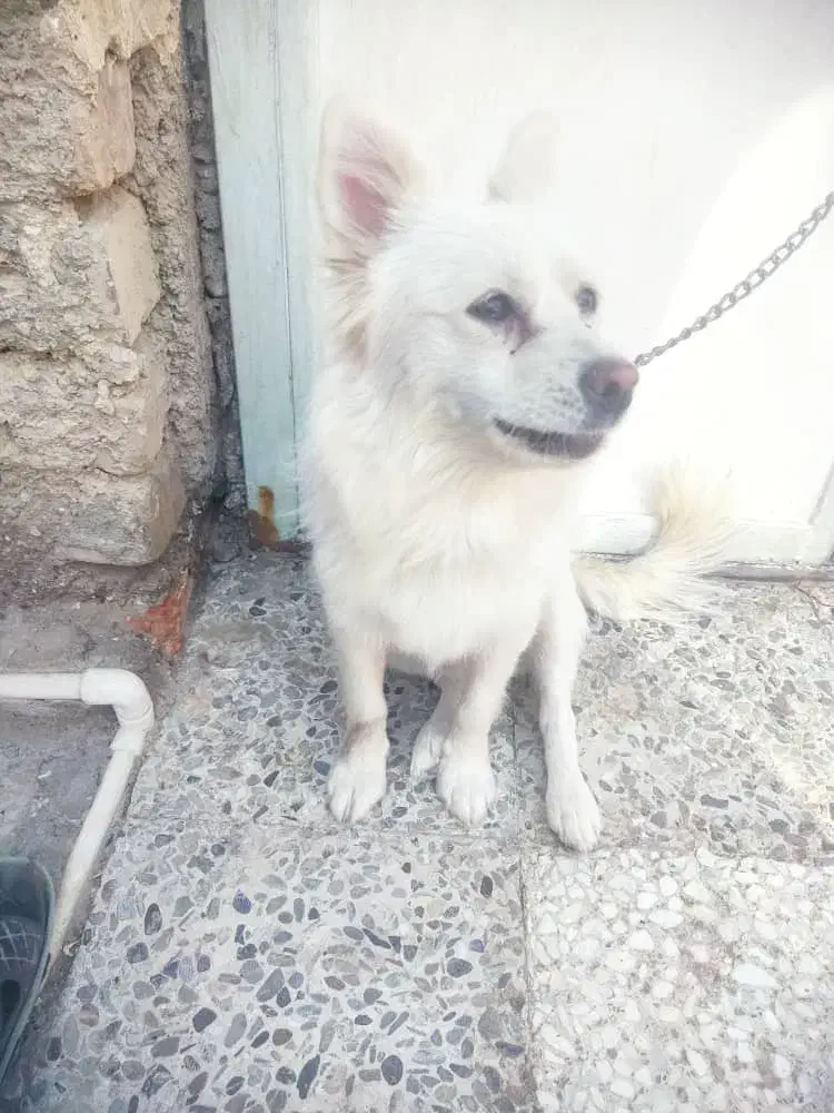 سگ گمشده|سگ|ایرانشهر, |دیوار