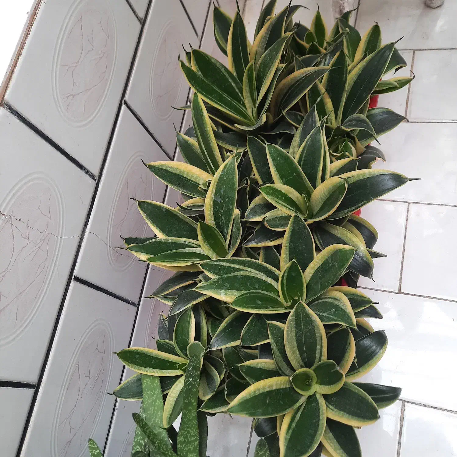 گل سانسوریابلک گلد،کاملاخانگی|گل و گیاه طبیعی|اندیمشک, |دیوار