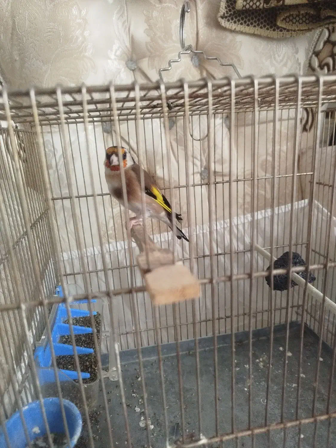 سهره|پرنده|محمدشهر, شهرک پیام (مهرالبرز)|دیوار