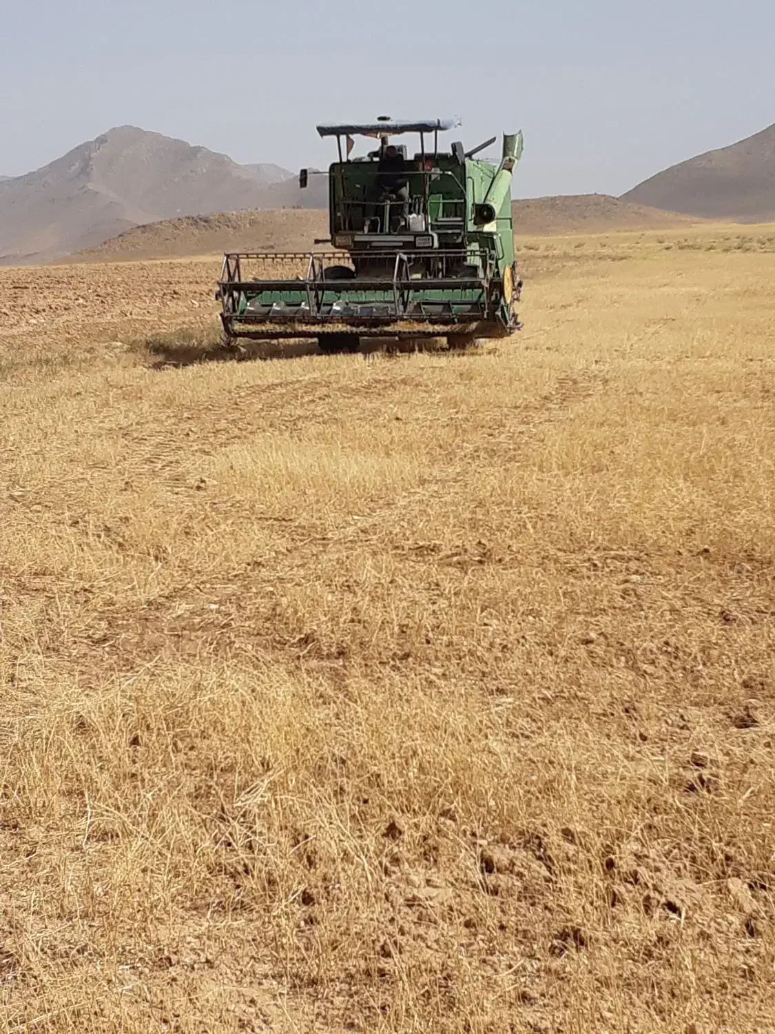 کاه گندم تماس صادقی|لوازم جانبی حیوانات|میلاجرد, |دیوار