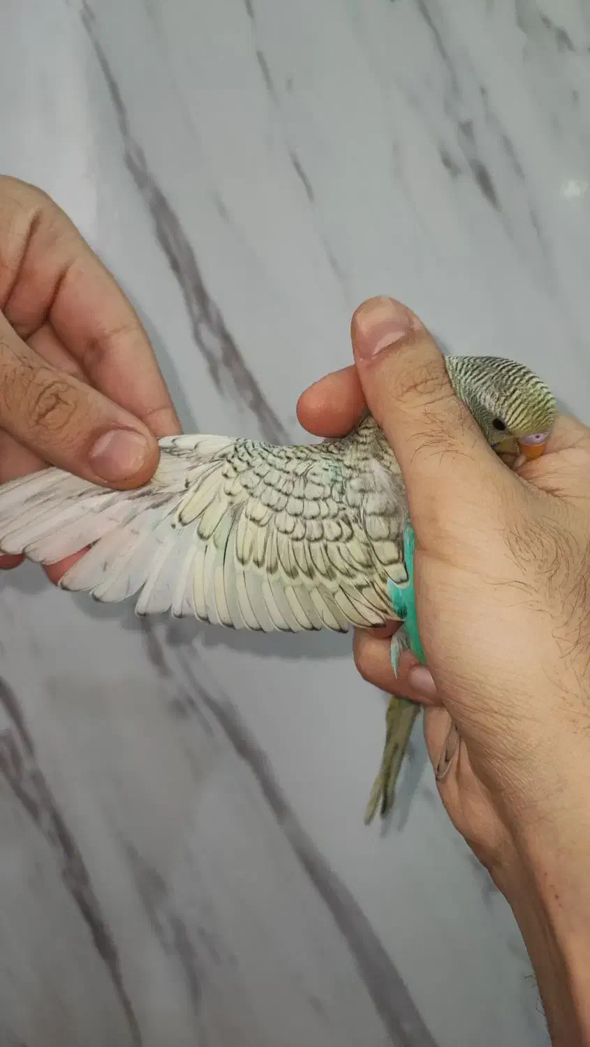 جوجه مرغ عشق رنگ خاص نر و ماده جفتی ۳۵۰|پرنده|اسلام‌شهر, شهرک مصطفی خمینی|دیوار