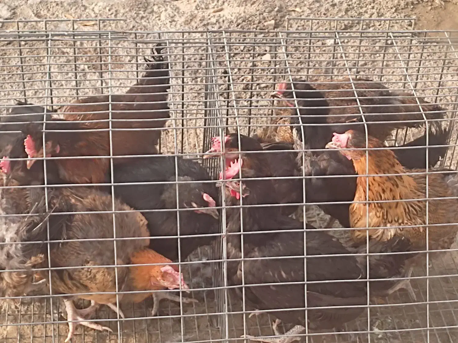 مرغ محلی(گوشت)|حیوانات مزرعه|مهاباد (آذربایجان غربی), |دیوار