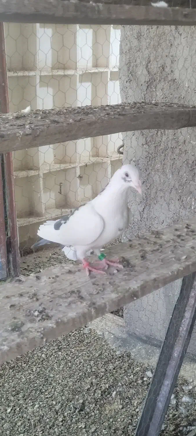 نر دورگ|پرنده|لالی, |دیوار