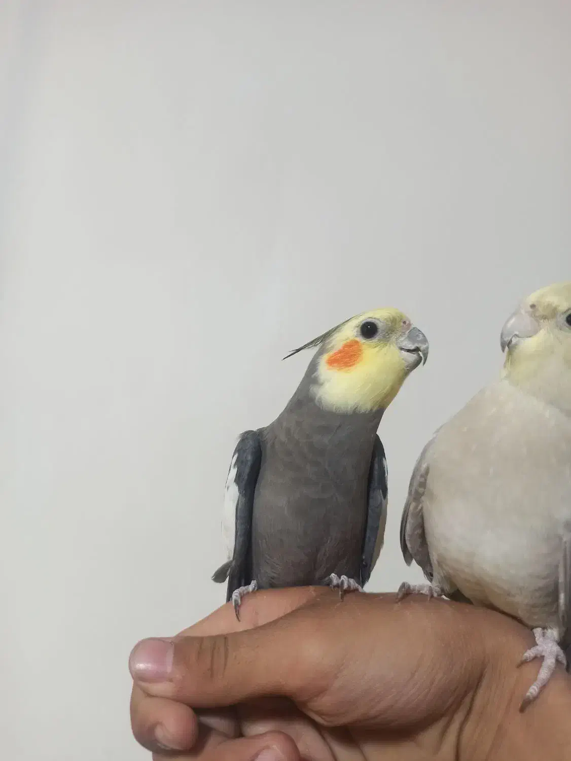 یک جفت عروس هلندی مولد.|پرنده|تکاب, |دیوار