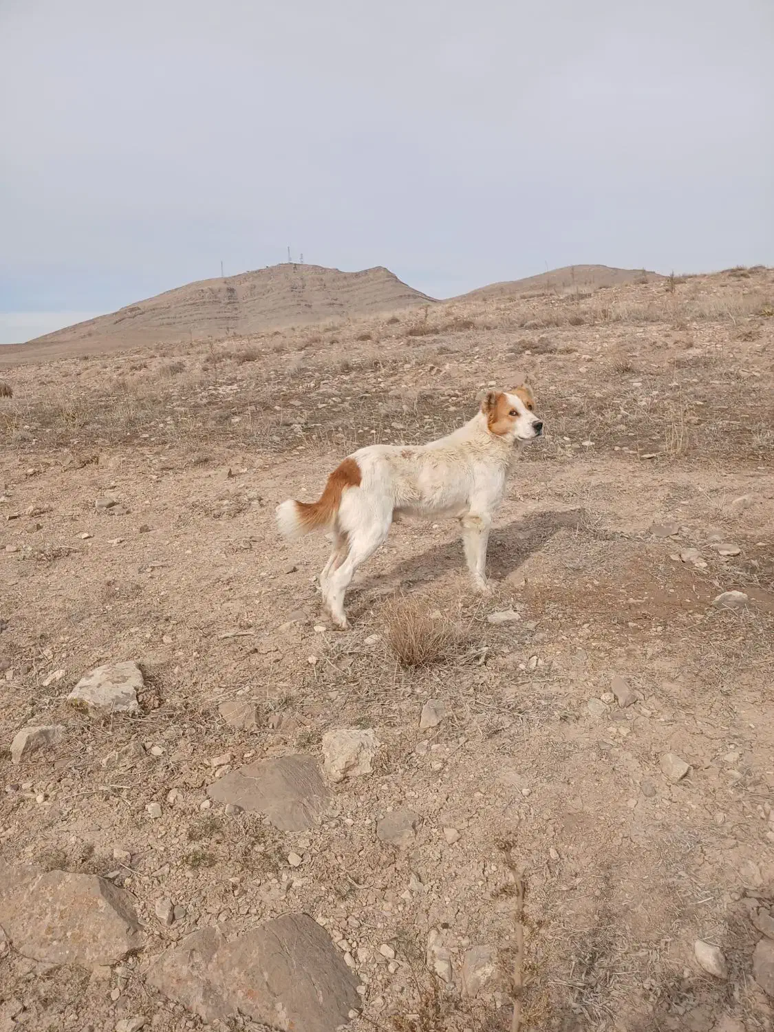 سگ گم شده|حیوانات|قوچان, |دیوار