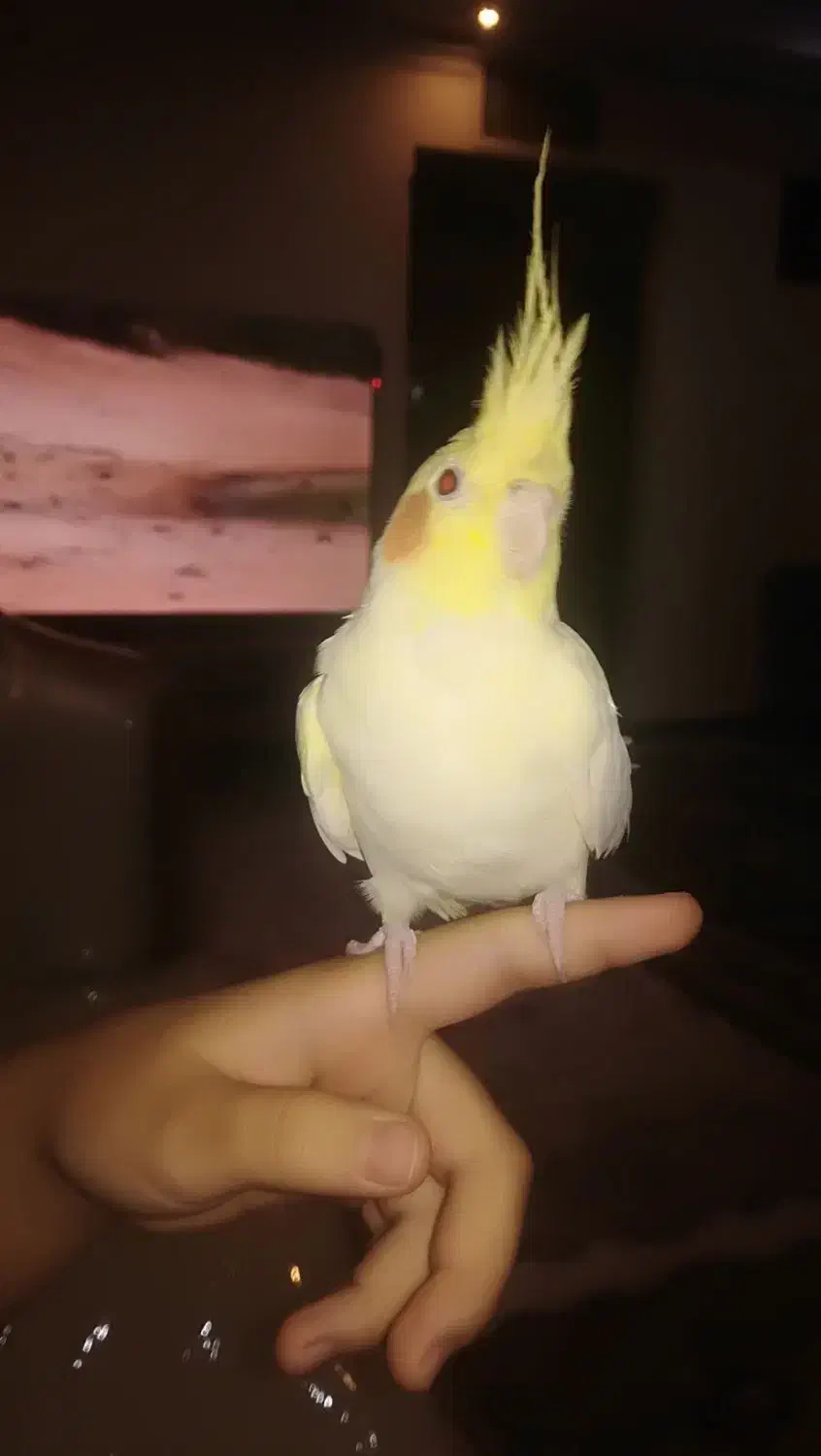 عروس هلندی جفت|پرنده|تهران, ائمه اطهار|دیوار