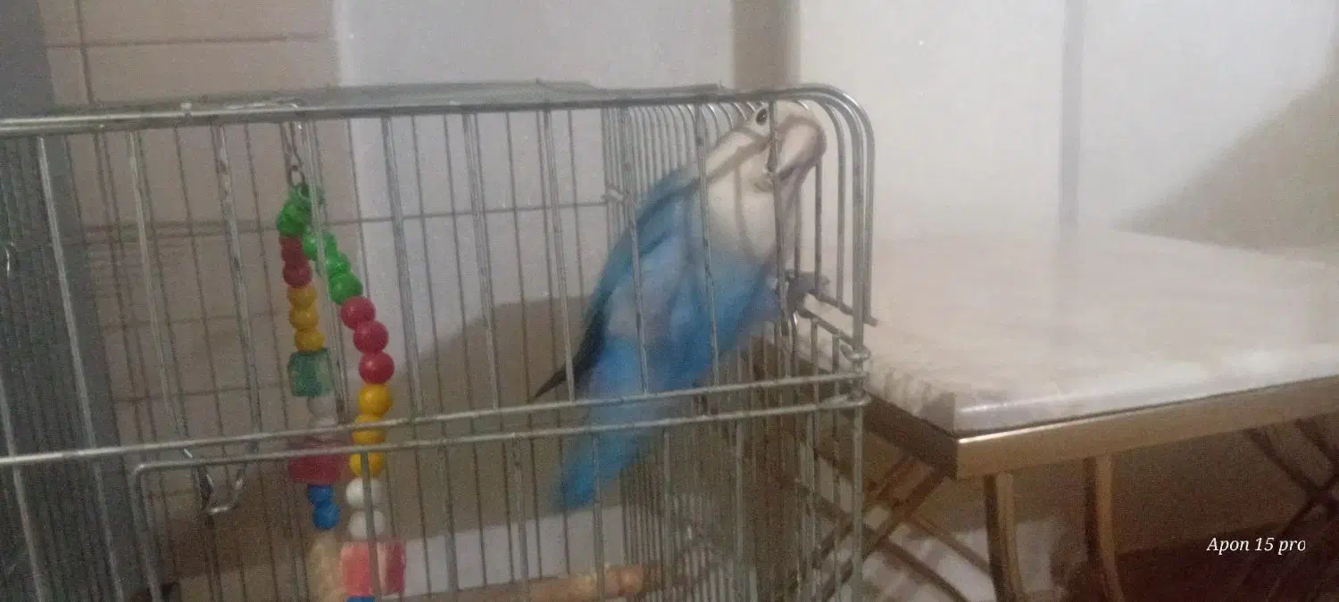 طوطی برزیلی|پرنده|قرچک, شهرک طلائیه|دیوار