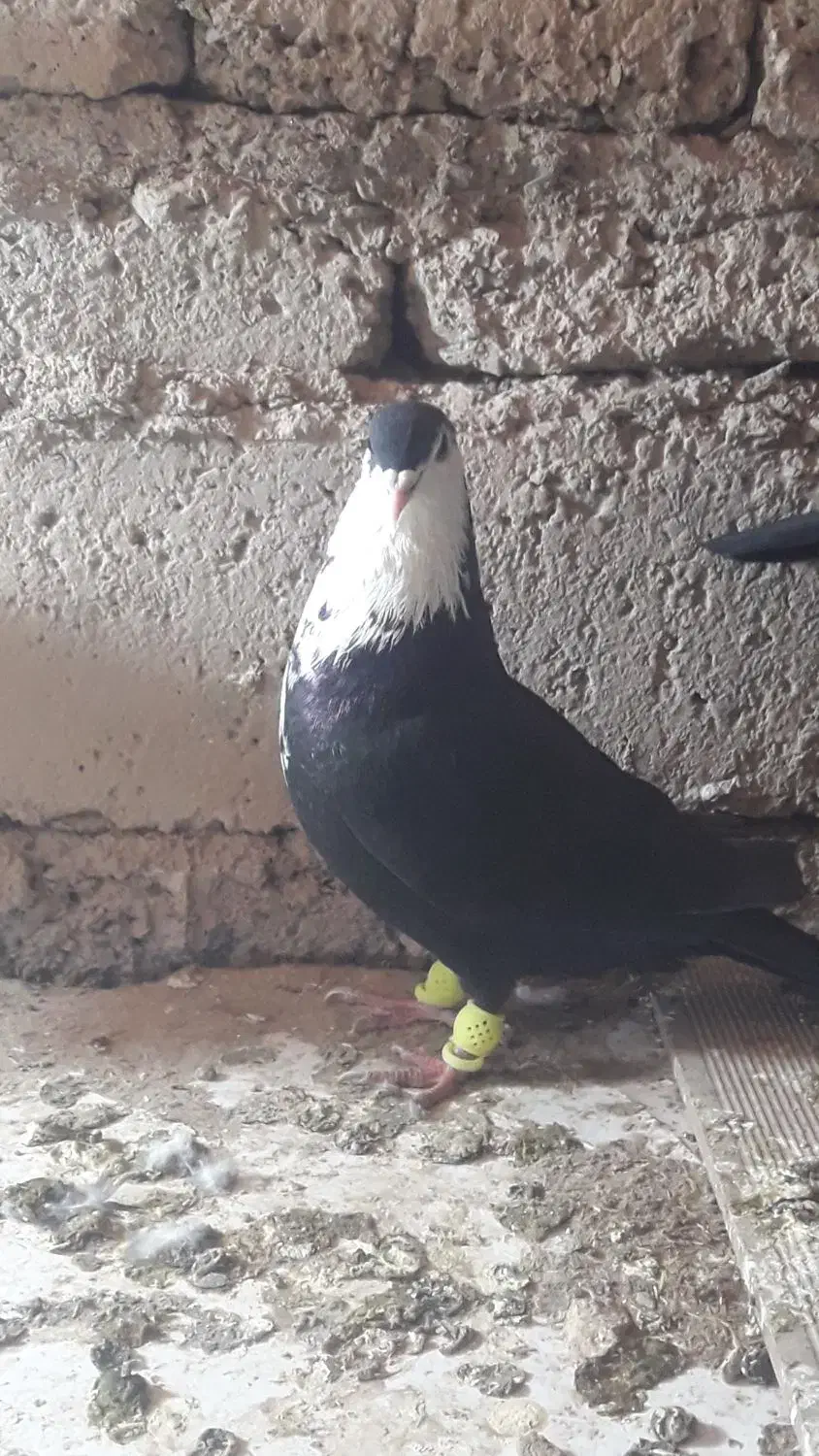 یک تومان|پرنده|سراوان, |دیوار