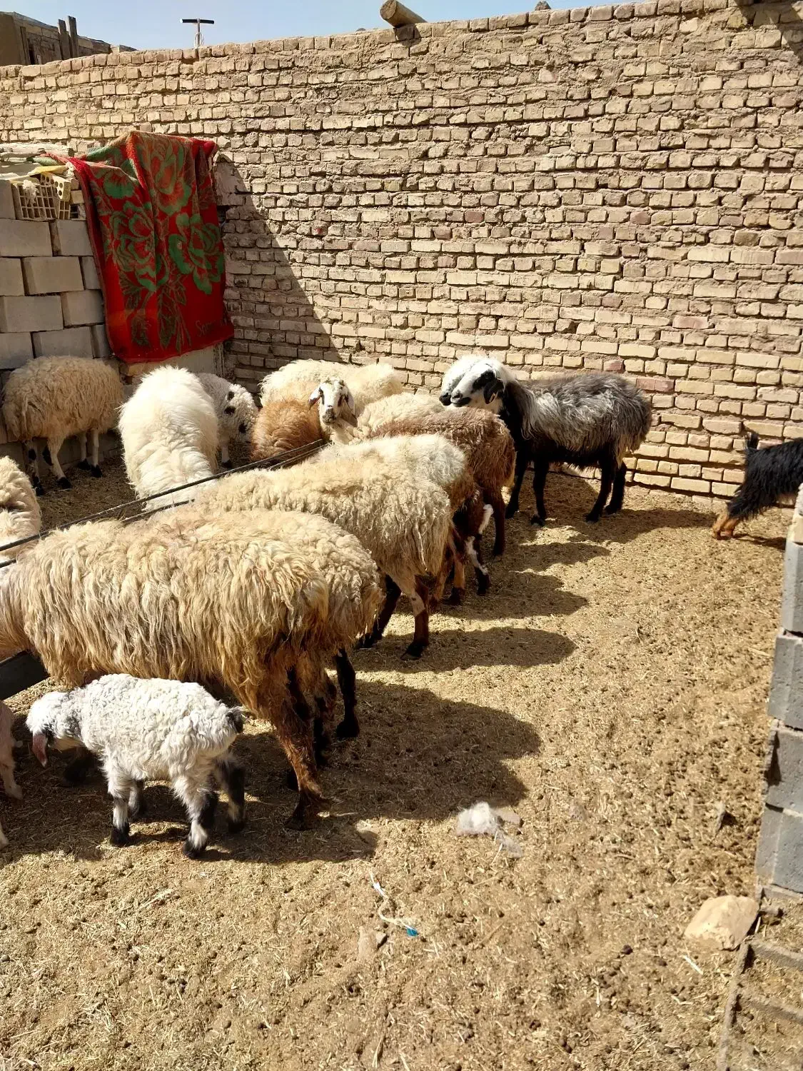 میش بره|حیوانات مزرعه|یزد, |دیوار