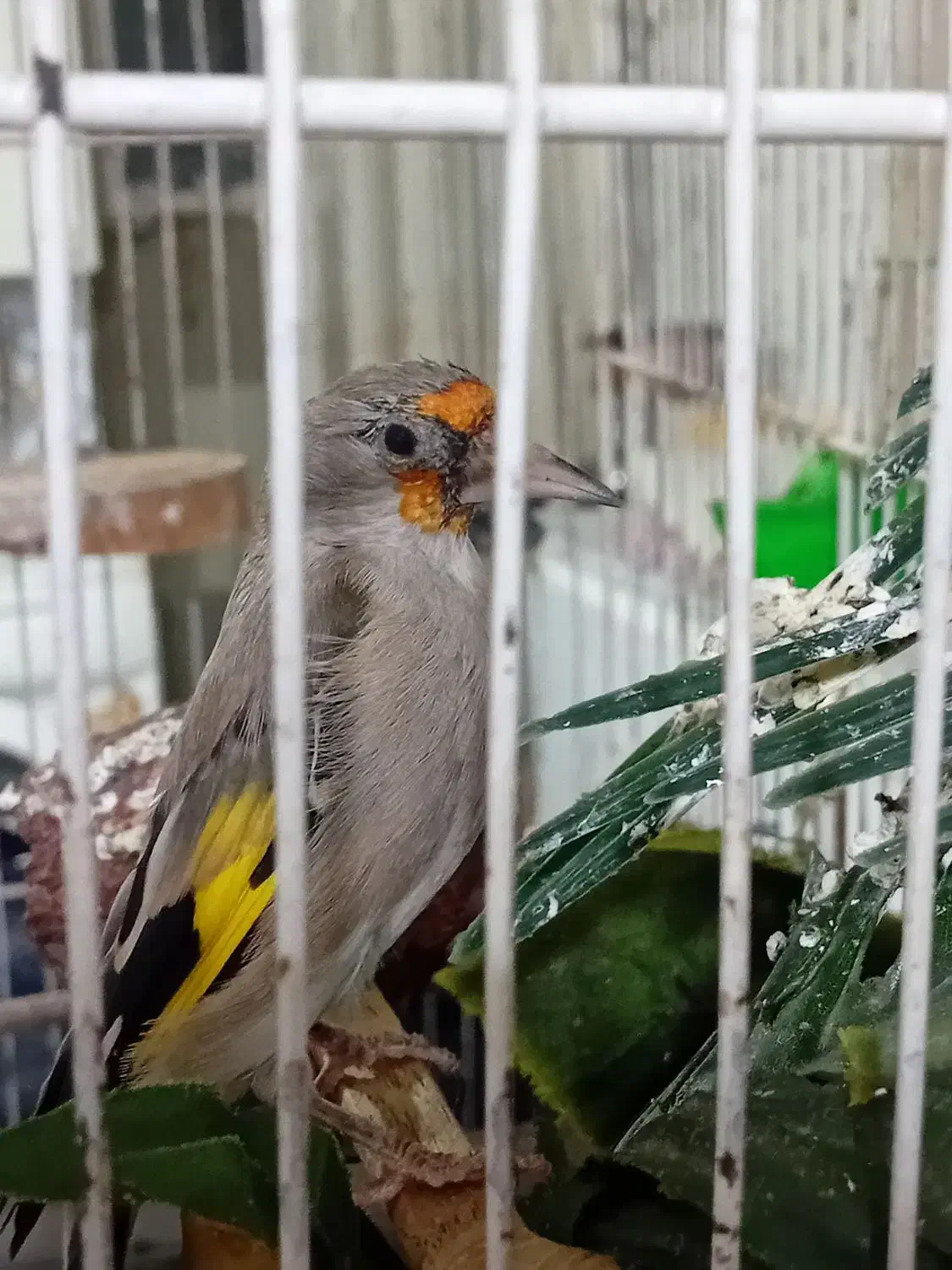 سهره ماده|پرنده|بیرجند, |دیوار