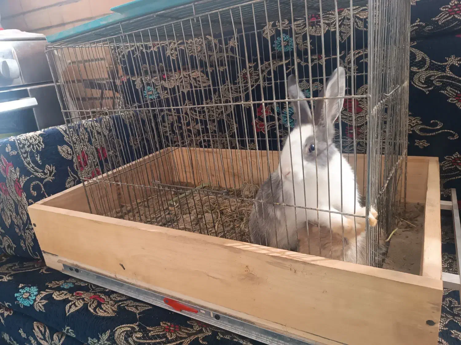 دو عدد خرگوش|موش و خرگوش|فولادشهر, مسکن مهر فولادشهر|دیوار