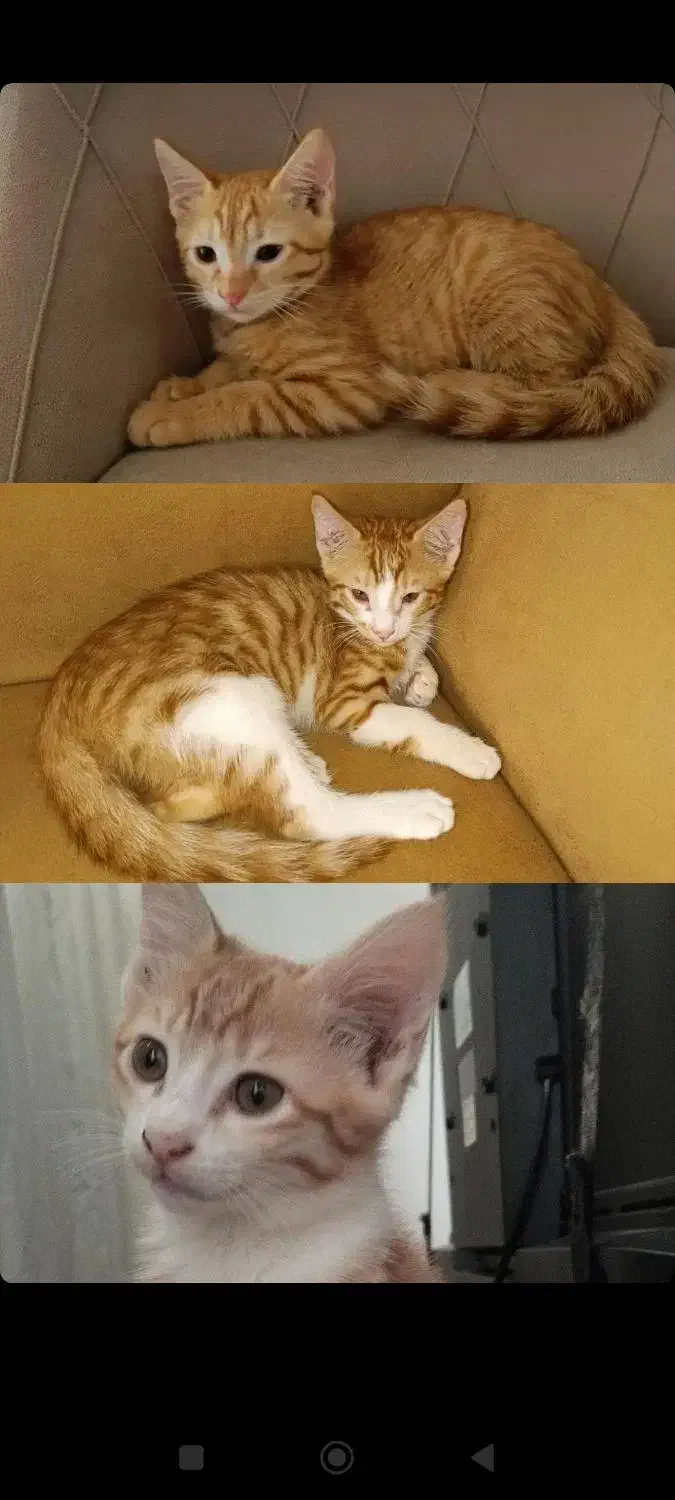 واگذاری سه تا بچه گربه شیرین|گربه|نور, |دیوار