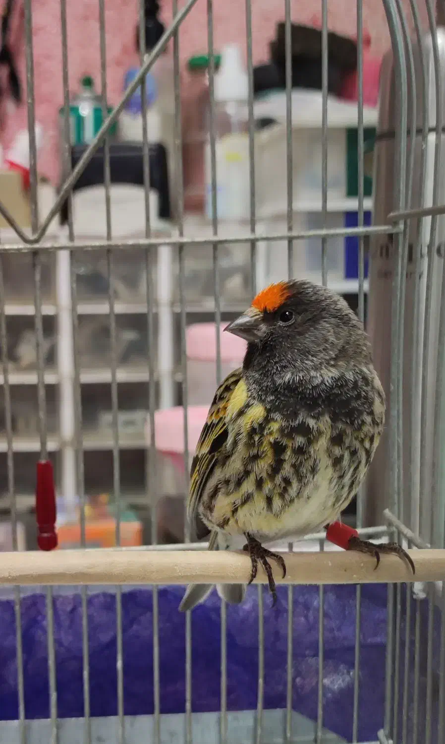 گلبسر(قناری،سهره)|پرنده|کرمانشاه, |دیوار