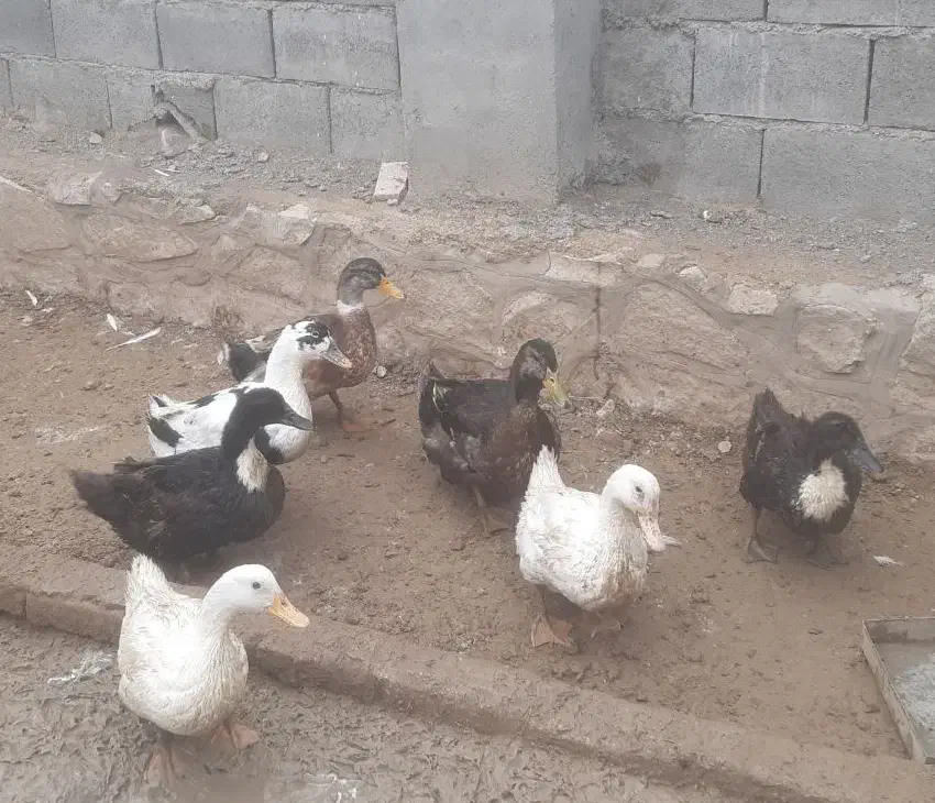 هفت اردک  . ۲ عدد نر و 5عدد ماده تخمگذار|حیوانات مزرعه|سبزوار, امیر کبیر|دیوار