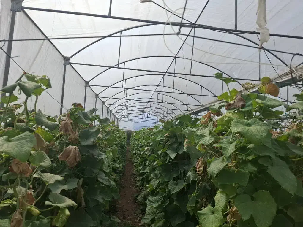 سازه گلخانه|مصالح و تجهیزات ساختمان|مرند, |دیوار