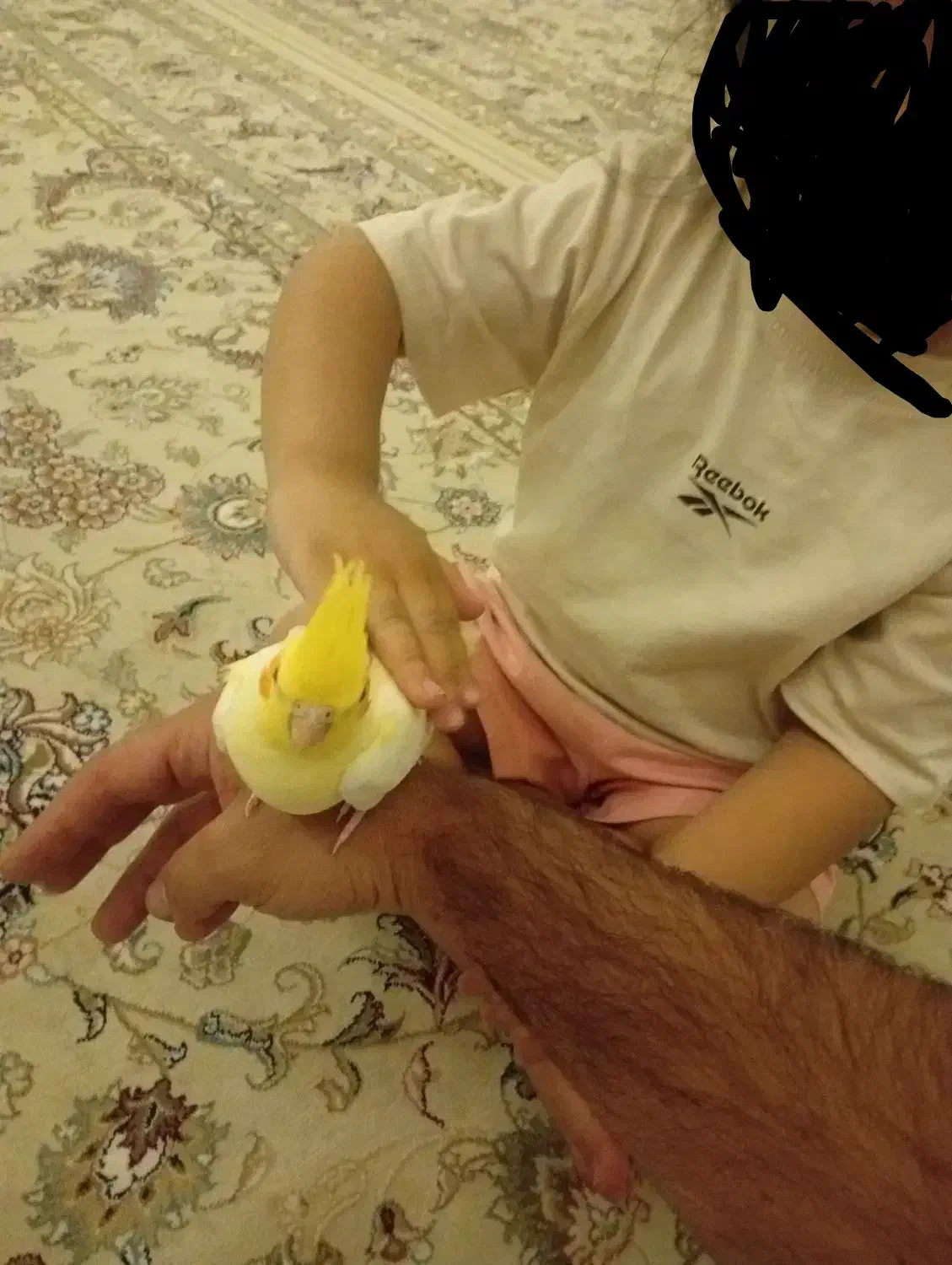 معاوضه عروس هلندی پلاکی|پرنده|شاهینشهر, طالقانی|دیوار