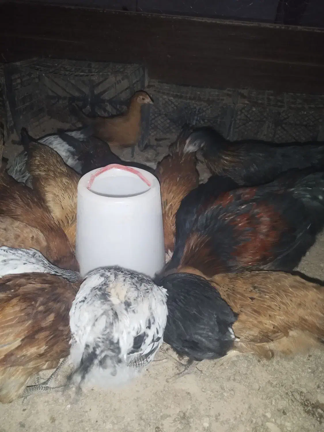 جوجه مرغ 5ماهه|حیوانات مزرعه|شاهینشهر, شهرک میلاد|دیوار