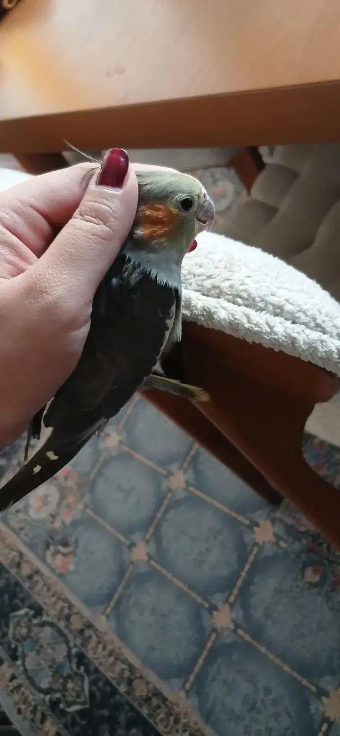 عروس هلندی دستی|پرنده|بهشهر, |دیوار