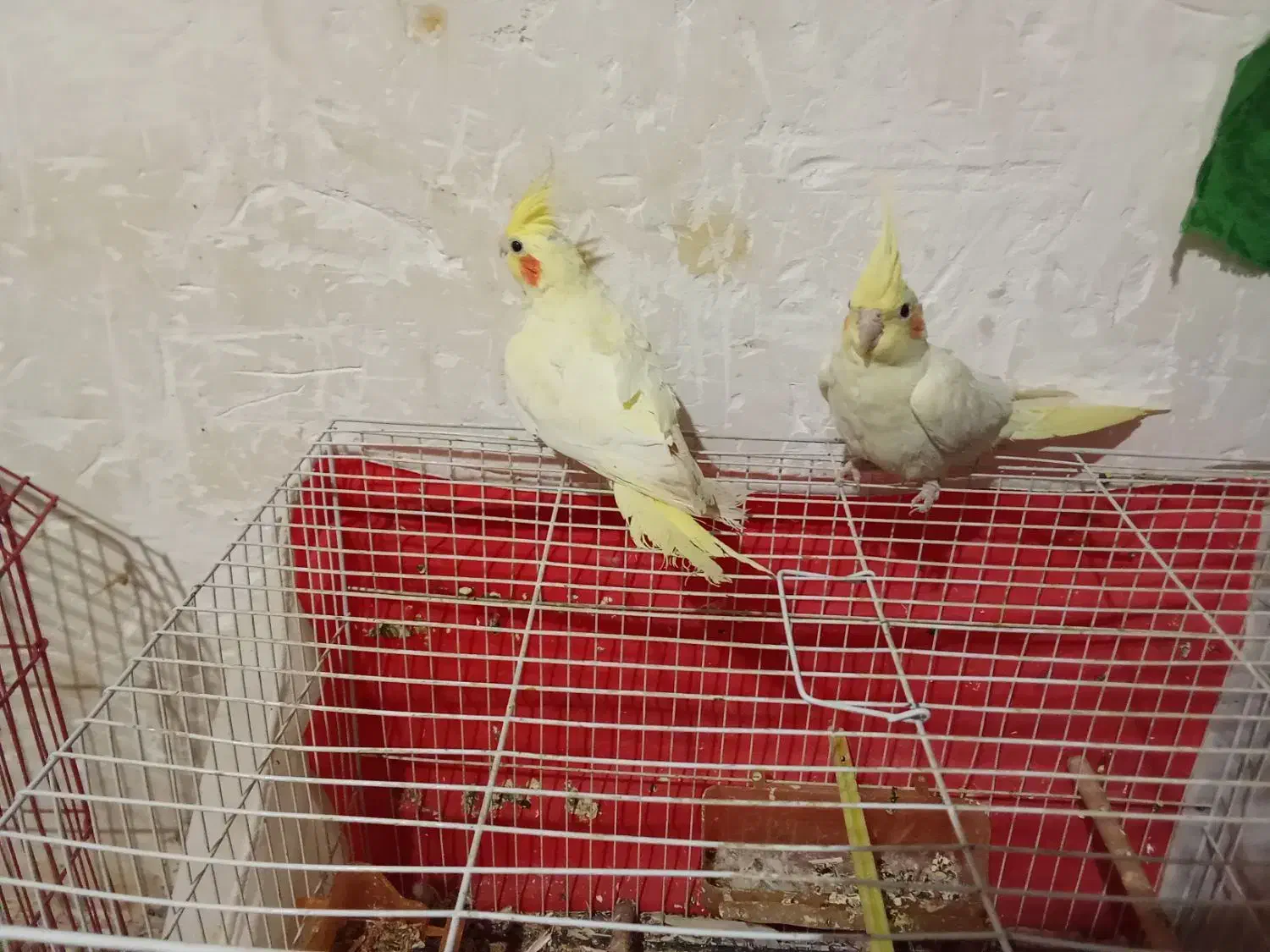 فروش عروس هلندی|پرنده|زهان, |دیوار