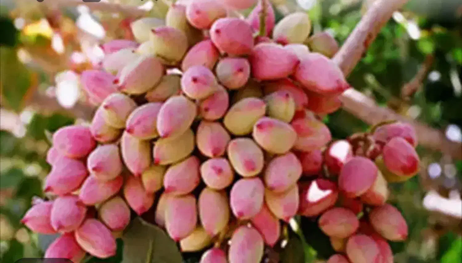 خریدارپسته پوک|خدمات باغبانی و درختکاری|بهاباد, |دیوار