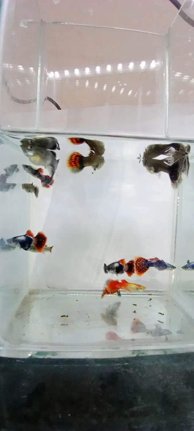 ماهی گوپی بیگ ایر|ماهی|شهرضا, |دیوار