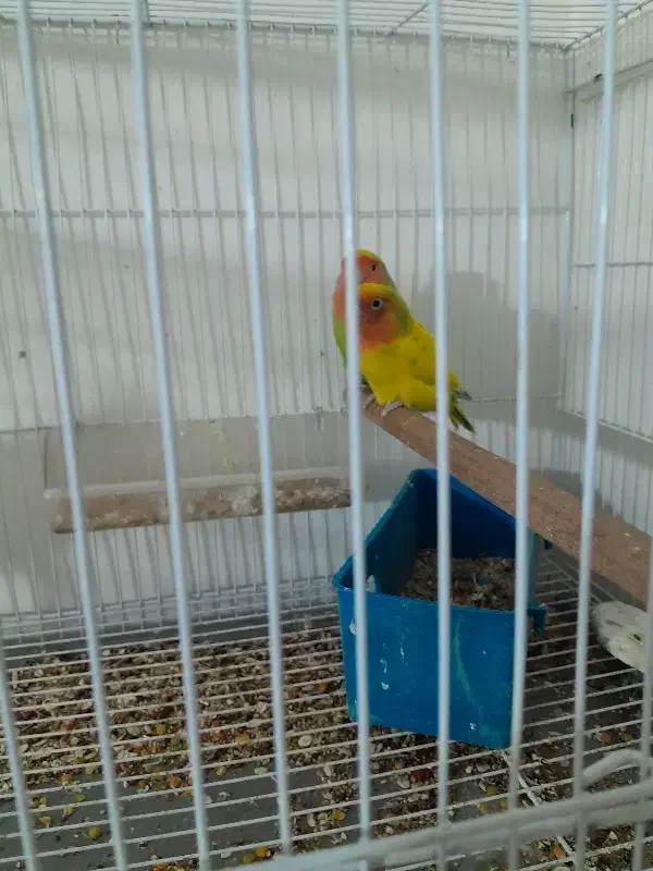 کوتوله زیبا و خشگل|پرنده|بیرجند, |دیوار