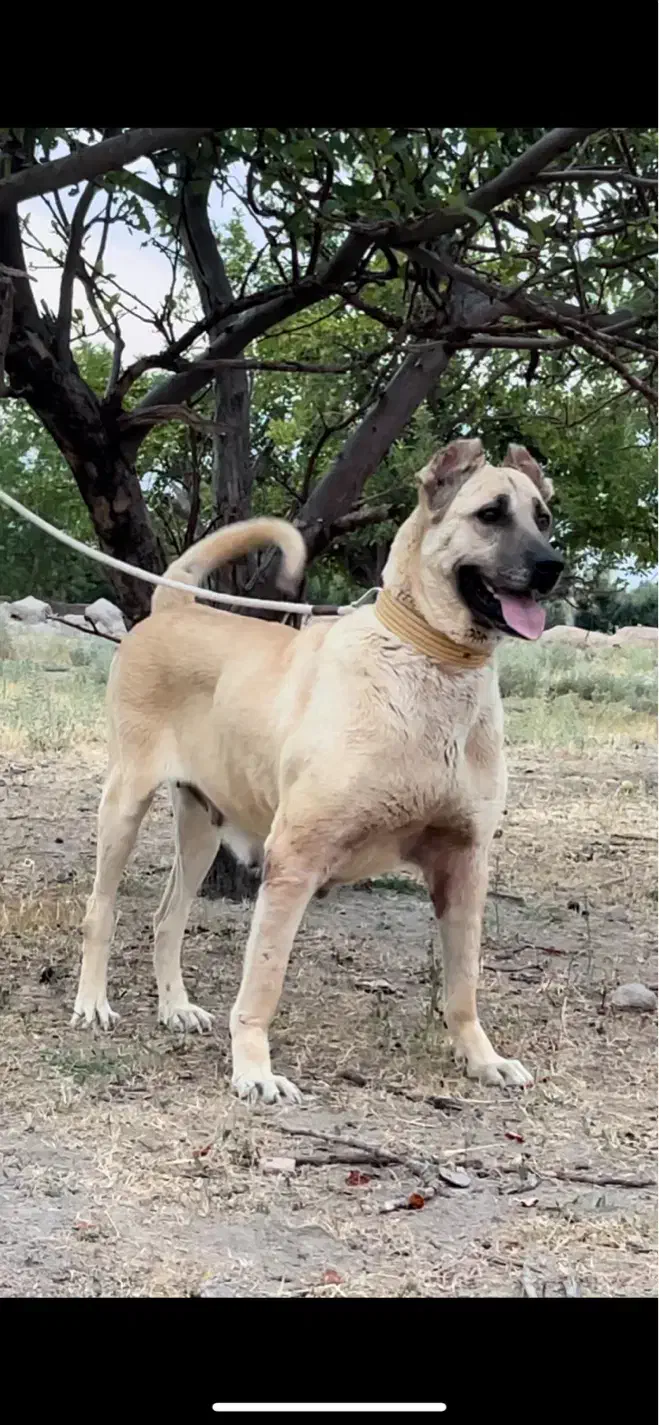 ماده سرابی درجه یک|سگ|اردبیل, |دیوار