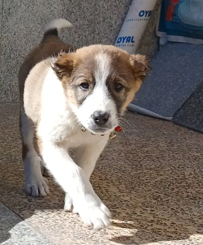 توله بومی|سگ|مبارکه, |دیوار