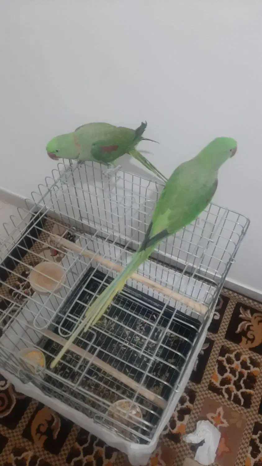 جفت شاه طوطی نروماده هردودستی ورام|پرنده|شهریار, شهرک وائین|دیوار