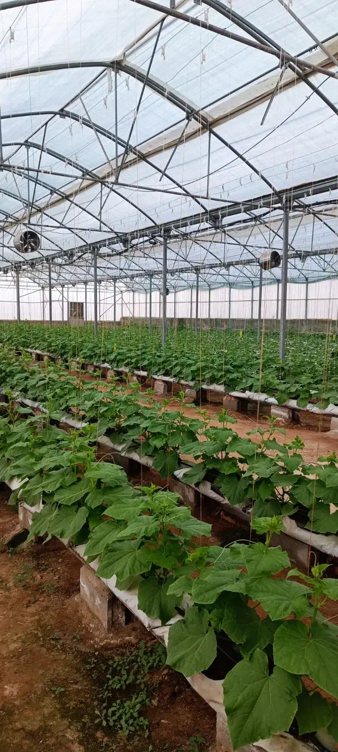 گلخانه مدرن هیدروپونیک|فروش دفتر صنعتی، کشاورزی، تجاری|جلفا, |دیوار