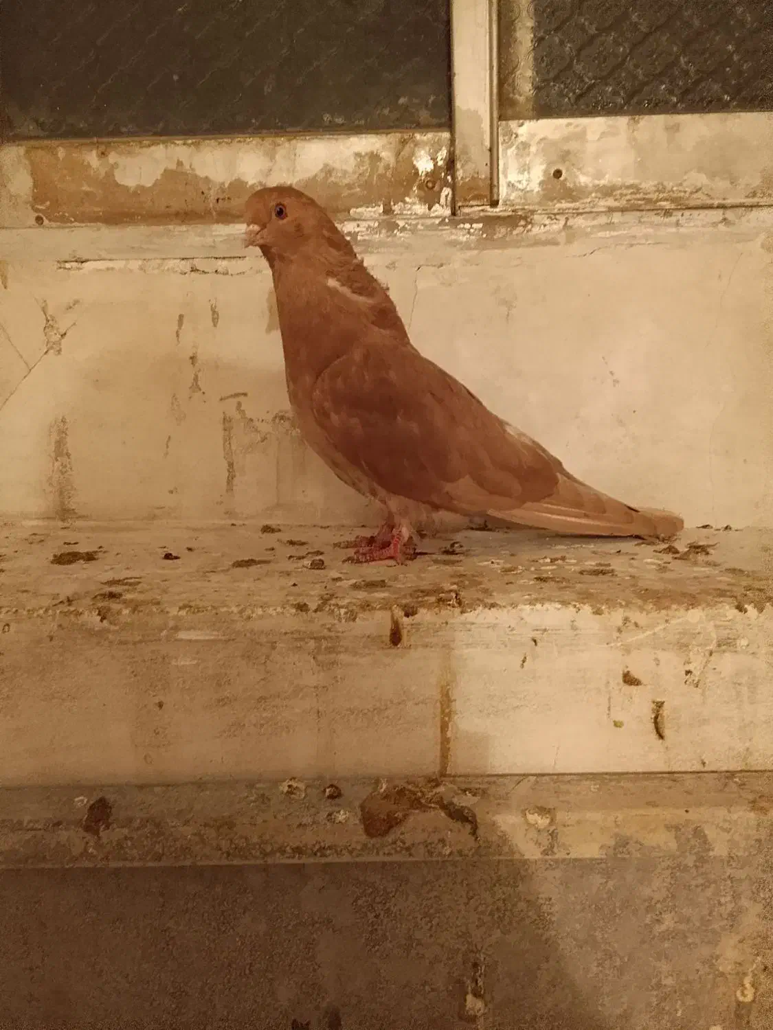 کبوتر هفت رنگ سرور تهرانی|پرنده|تهران, امام زاده عبدالله|دیوار