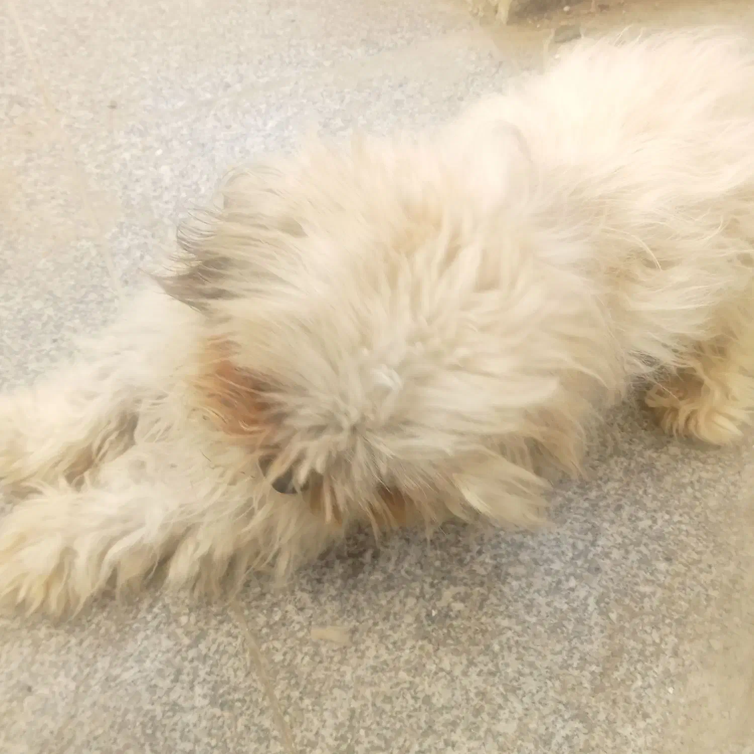 سگ شیتزو|سگ|مشهد, امیرآباد|دیوار