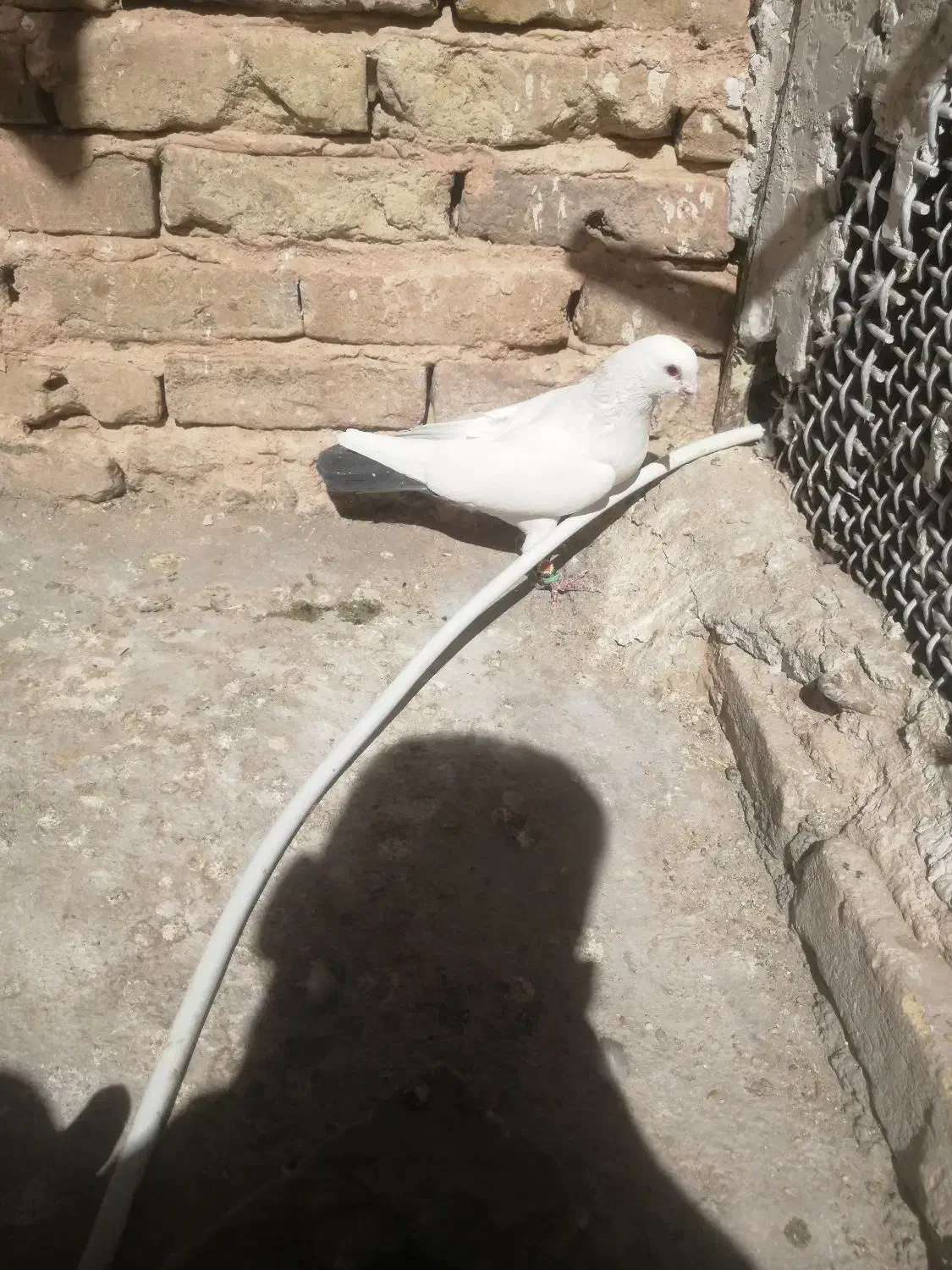 کبوتر پرشی|پرنده|سبزوار, پیروزی|دیوار