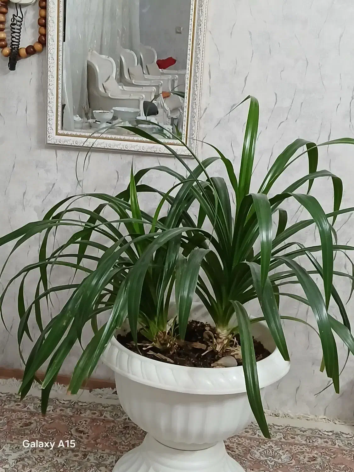 گل پاندانوس بسیار زیبا|گل و گیاه طبیعی|بوژگان, |دیوار