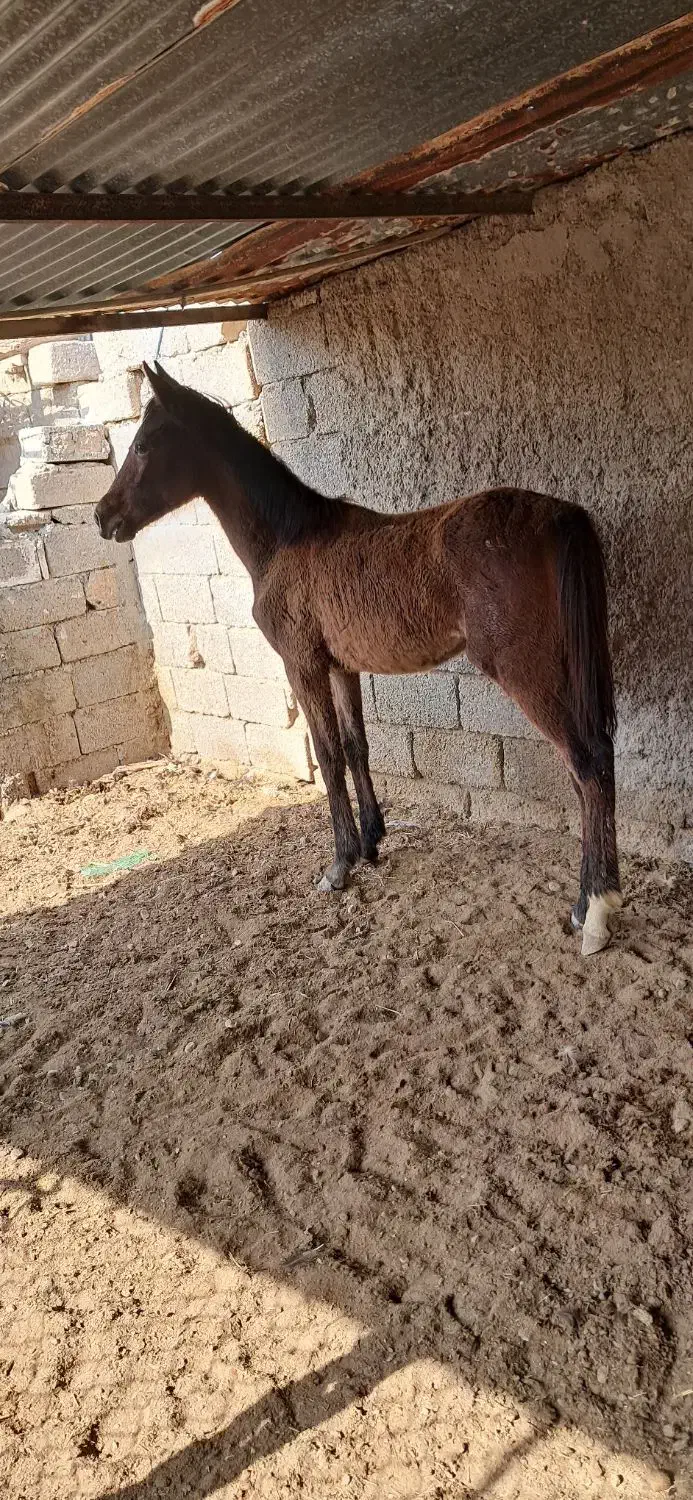 کوره مادیون|اسب و تجهیزات اسب‌سواری|بوشهر, |دیوار