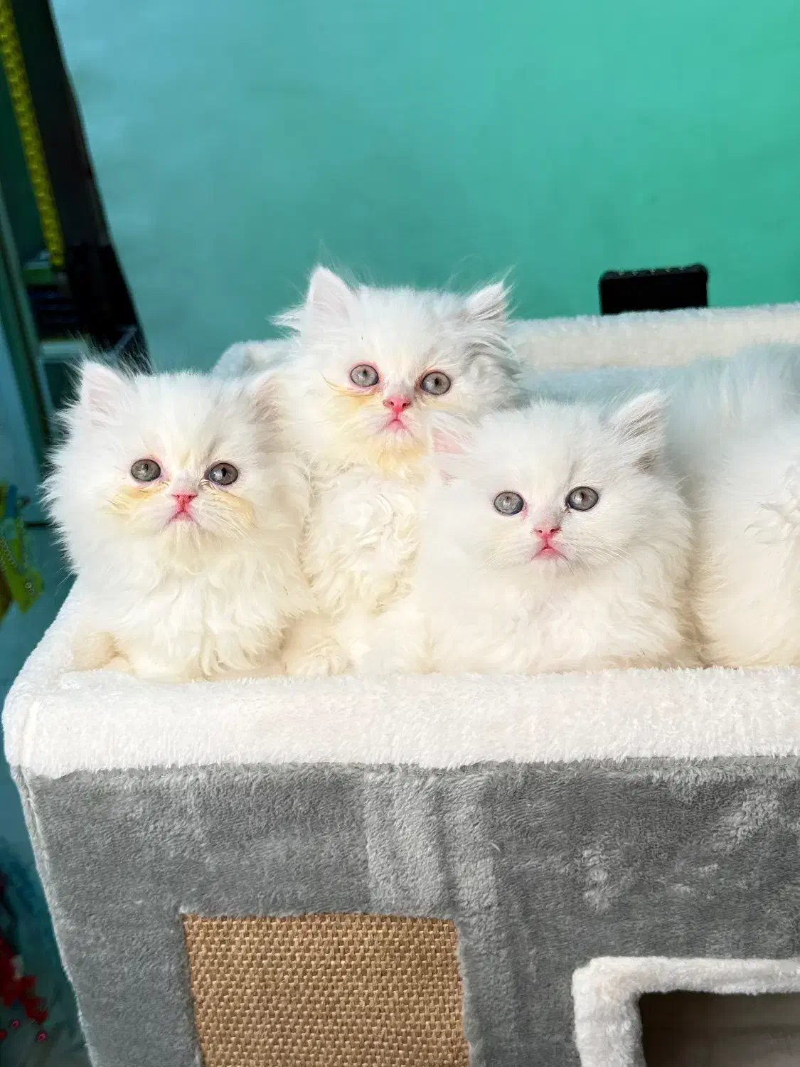 بریتیش لانگهر|گربه|لاهیجان, قیام|دیوار