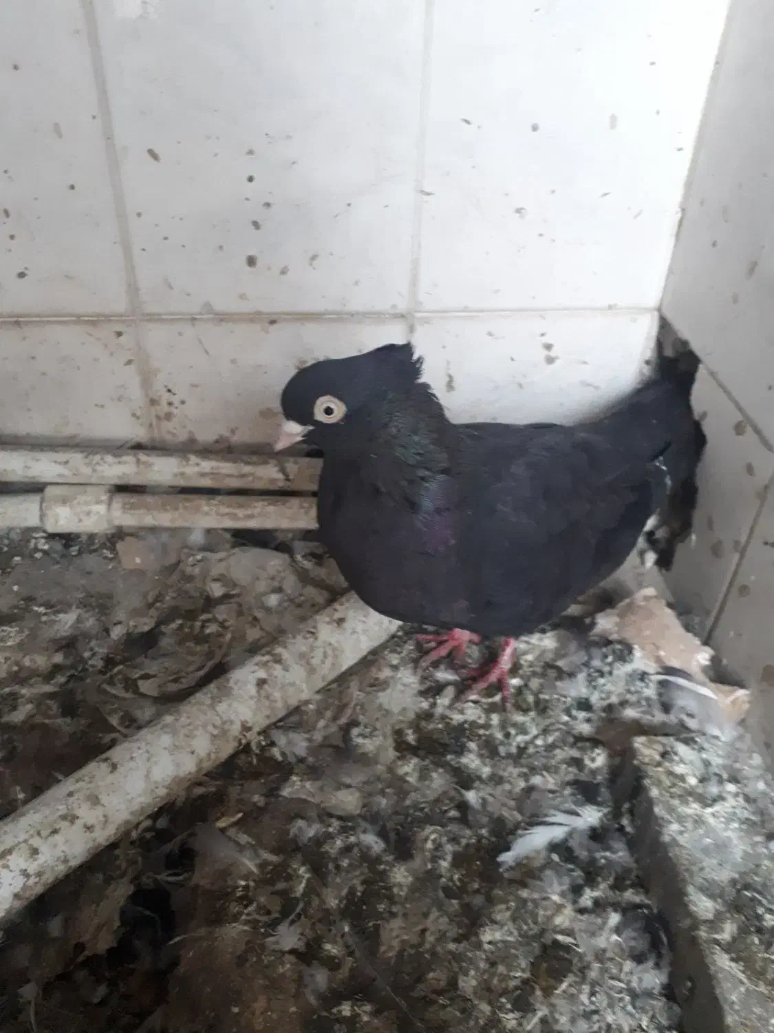 ماده ذاغ آبادانی کله درشت یا گوگ|پرنده|اهواز, کوی رمضان|دیوار