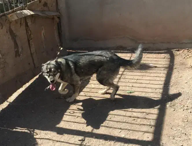 واگذاری سگ هاسکی|سگ|زرند, |دیوار