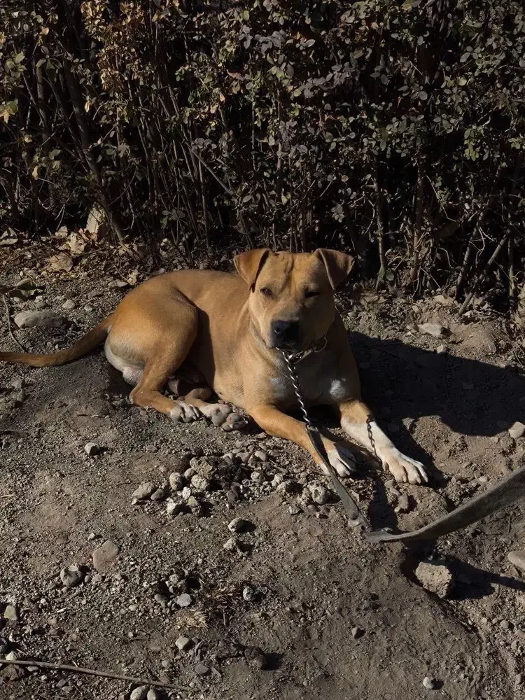 سگ پیتبول|سگ|محمدشهر, محمدشهر|دیوار