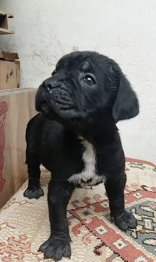 توله کنکورسو ماده|سگ|رباطکریم, رباطکریم|دیوار