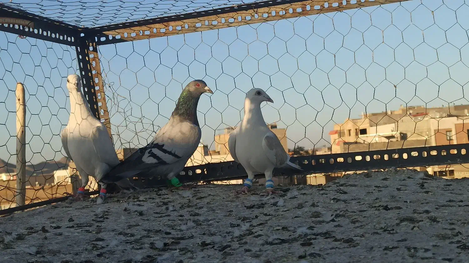 گرفتنی قلدور|پرنده|تربت‌حیدریه, قائم|دیوار