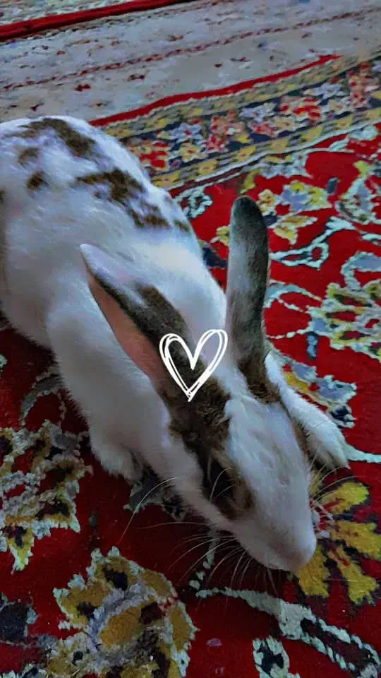 خرگوش ماده اهلی معاوضه یا هر چیزی|موش و خرگوش|اهواز, سیاحی(سه راه خرمشهر)|دیوار