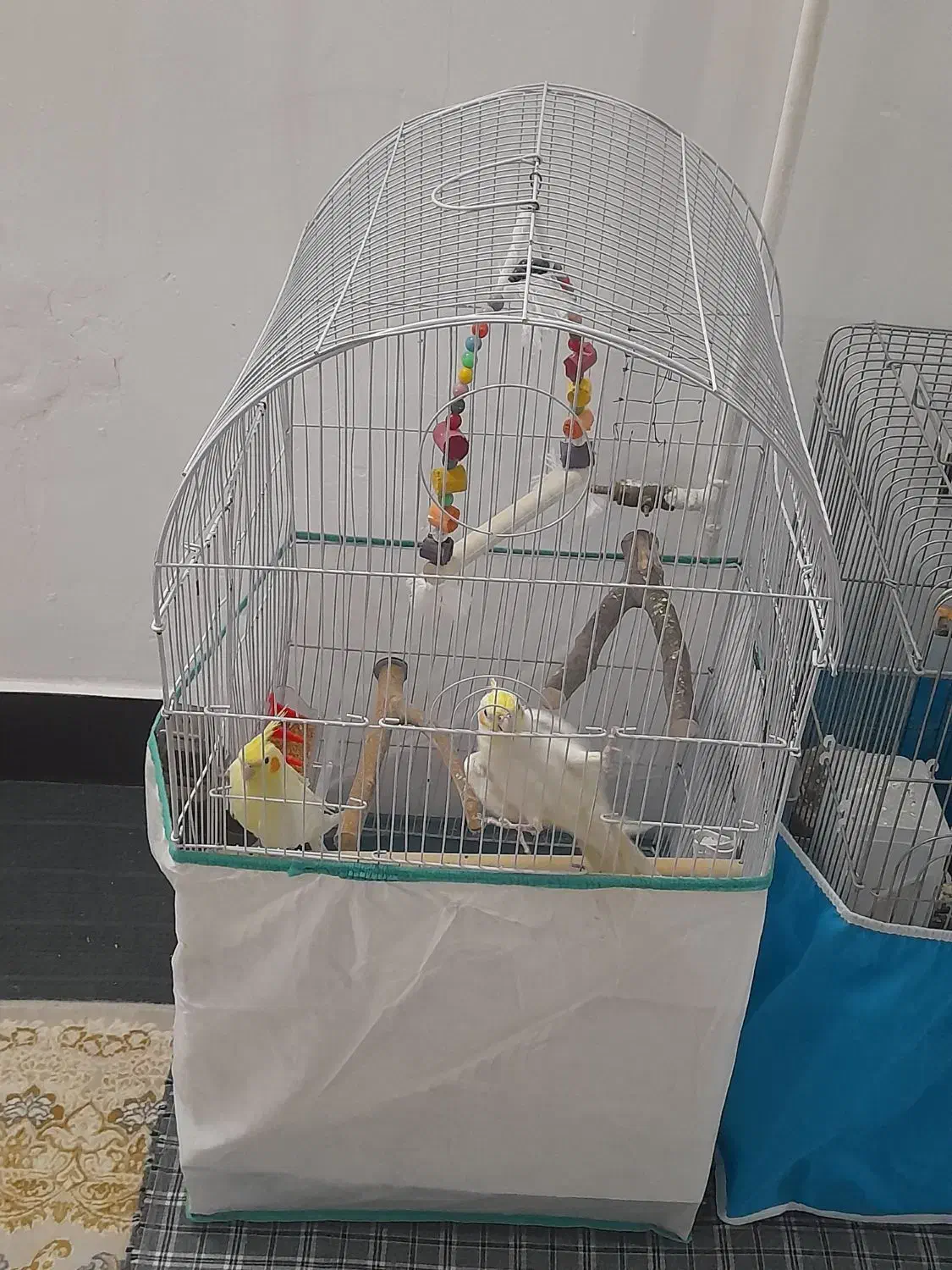 عروس هلندی و کوتوله|پرنده|قم, سید معصوم|دیوار