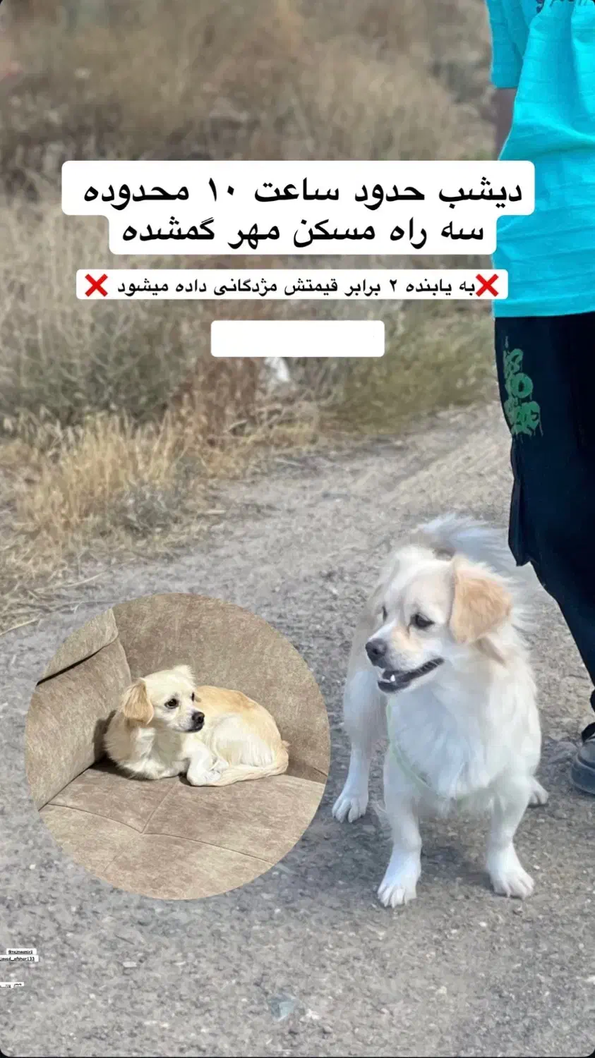 سگ گمشده|حیوانات|جیرفت, |دیوار