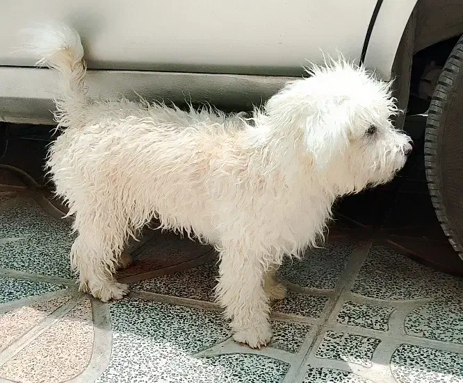 پایی|سگ|اصفهان, براآن شمالی|دیوار