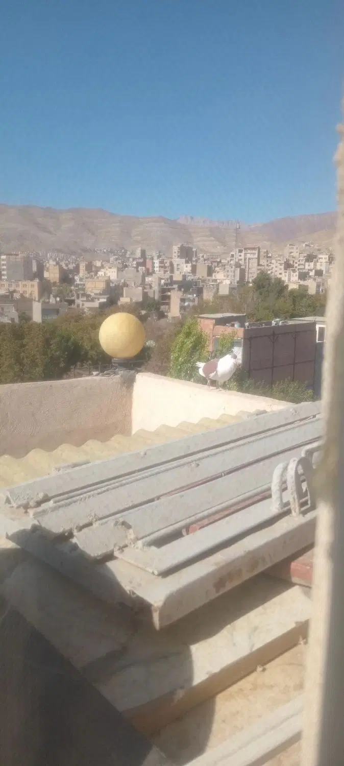 فروش فوری ،کبوتر نر ساده افغانی پرشی و چپ سبز نر|پرنده|تهران, خاک سفید|دیوار