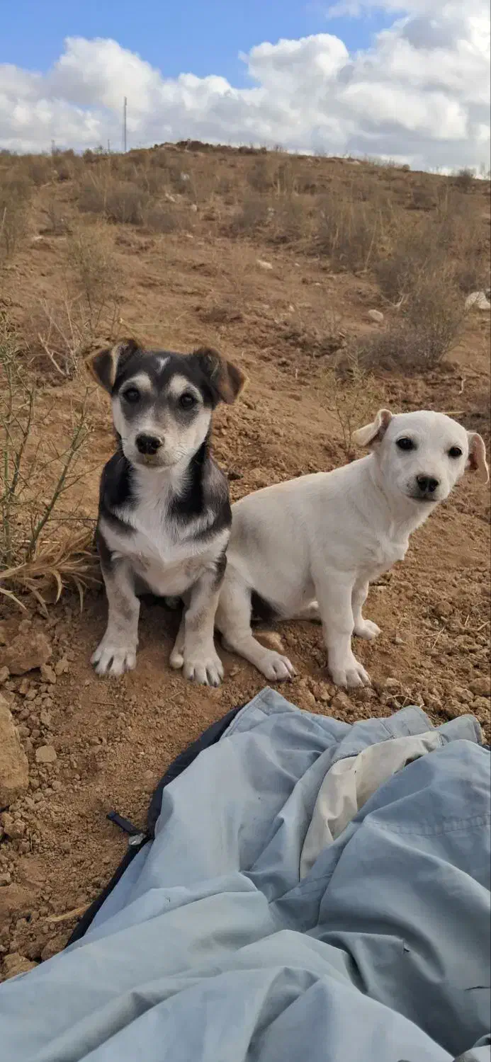 سگ پاکوتاه|سگ|بجنورد, |دیوار