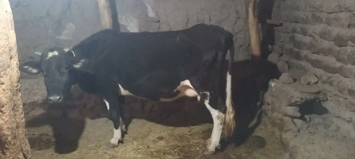 گاو باگوساله نر ۱۳۵|حیوانات مزرعه|هوراند, |دیوار
