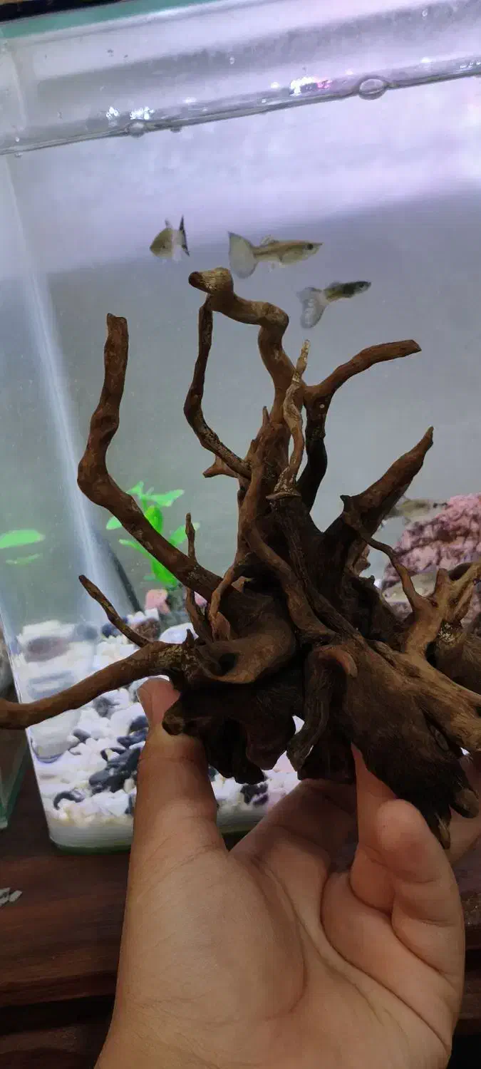 چوب ابنوس اکواریوم|ماهی|ایلام, |دیوار