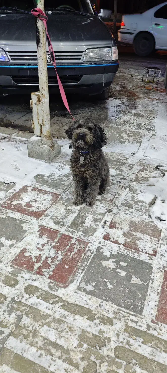 توی پودل|سگ|سنندج, |دیوار